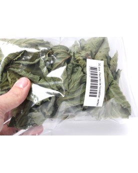 Feuilles de Nosetier Vertes