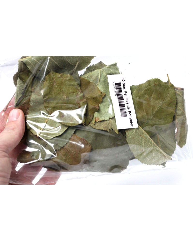 Feuilles de pommier pour crevettes alimentation naturelle