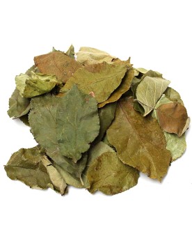 Feuilles de Pommier