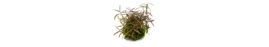 Marériel pour Wabi-Kusa et Terrarium