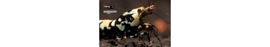 Crevettes Caridina | Crystal Red, Taiwan Bee & Blue Bolt