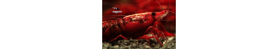 Crevettes Néocaridina | Red Cherry, Blue Dream & Sakura