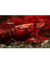 Les Néocaridina - Crevettes Faciles