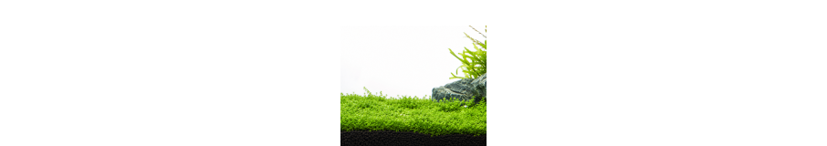Plantes Premier Plan Aquarium | Gazonnantes HC, Monte Carlo