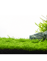 Les Plantes de 1er Plan