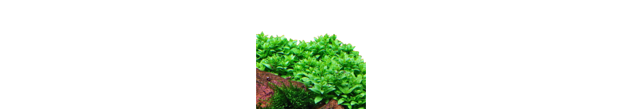 Plantes Second Plan Aquarium | Buissons & Volume Aquascaping
