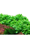 Les Plantes de Second Plan