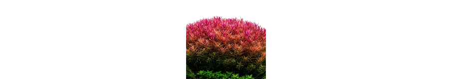 Plantes Arrière-Plan Aquarium | Tiges, Rotala & Vallisneria