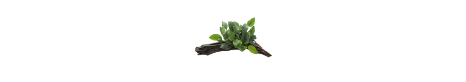Plantes sur Racine & Noix de Coco | Anubias, Buces & Mousses