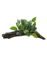 Les Plantes sur Support