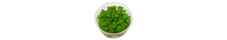 Plantes In Vitro Aquarium | Sans Escargots, Sans Pesticides