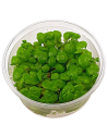 Les Plantes In Vitro