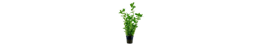 Plantes Aquarium en Pot | Tropica, Dennerle – Anubias & Buces