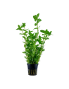 Les Plantes en Pot