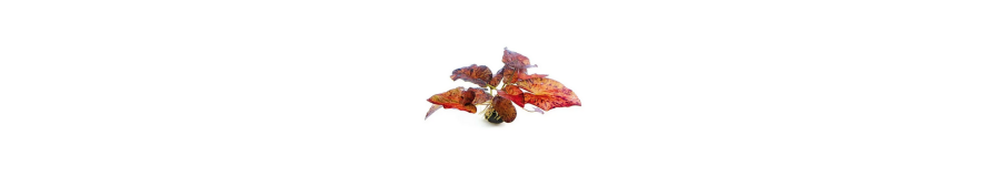 Bulbes Plantes Aquarium | Aponogeton, Lotus & Nymphoides