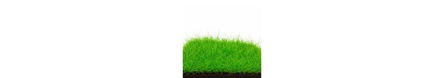 Plantes Gazonnantes Aquarium | Tapis HC, Monte Carlo, Eleocharis