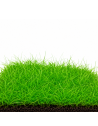 Les Plantes Gazonnantes