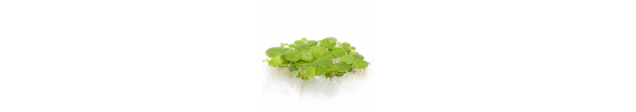 Plantes Flottantes Aquarium | Anti-Nitrates, Crevettes & Ombre