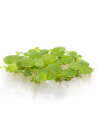 Les Plantes Flottantes