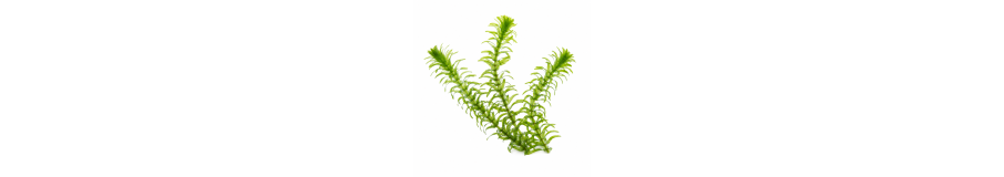 Plantes à Tiges Aquarium | Rotala, Ludwigia & Hygrophila