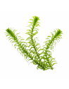 Les Plantes à Tiges