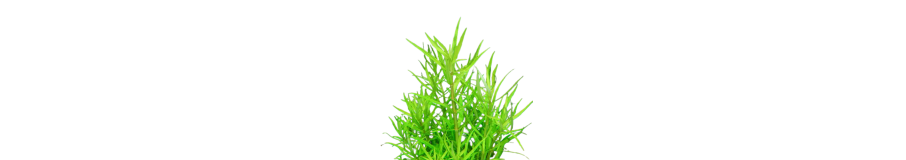 Plantes Buissonnantes Aquarium | Staurogyne & Buissons Denses