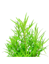 Les Plantes Buissonnantes