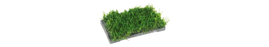 Supports de Plantes Déco | À Végétaliser d'Anubias & Mousse