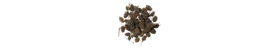Produits Naturels - Feuilles de Catappa - Déco Naturelles