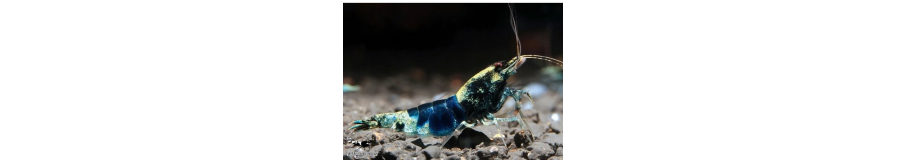 Posters & Goodies | Pour les Fans de Crevettes & Poissons