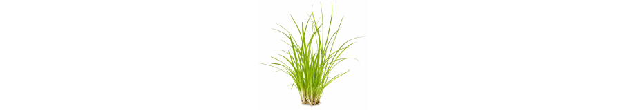 Plantes Terrarium & Paludarium | Palustres & Carnivores