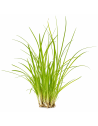 Les Plantes de Terrarium/Palustres