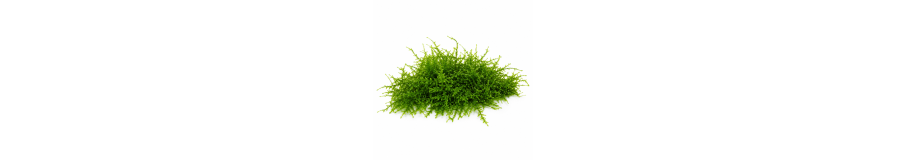 Mousses Aquarium | Java, Fissidens & Flame Moss Crevettes