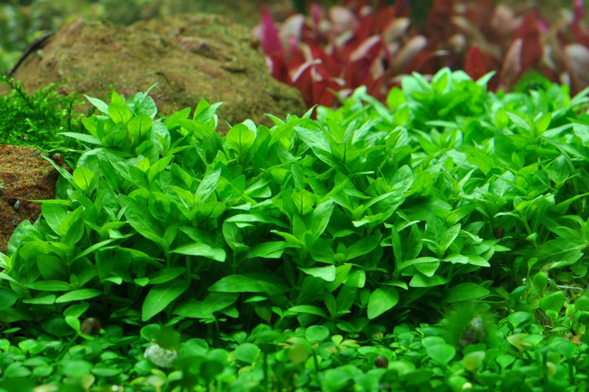 Plantes de second plan aquarium — buissons et volumes pour aquarium planté et aquascaping Plantes second plan aquarium - Staurogyne repens Cryptocoryne Blyxa buissons aquascaping