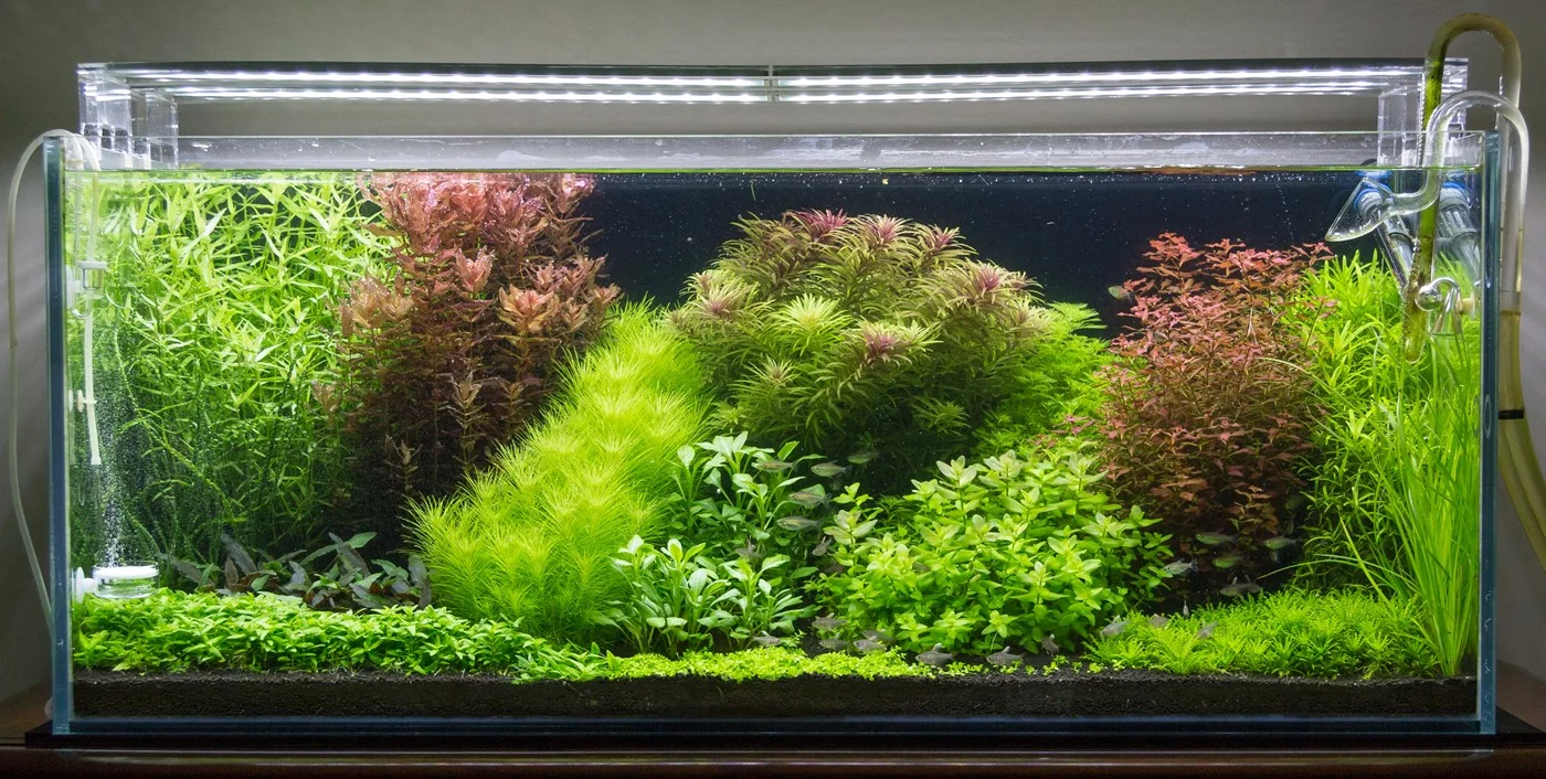 Plantes tiges aquarium - Rotala Ludwigia rouge Hygrophila Bacopa arrière plan aquascaping