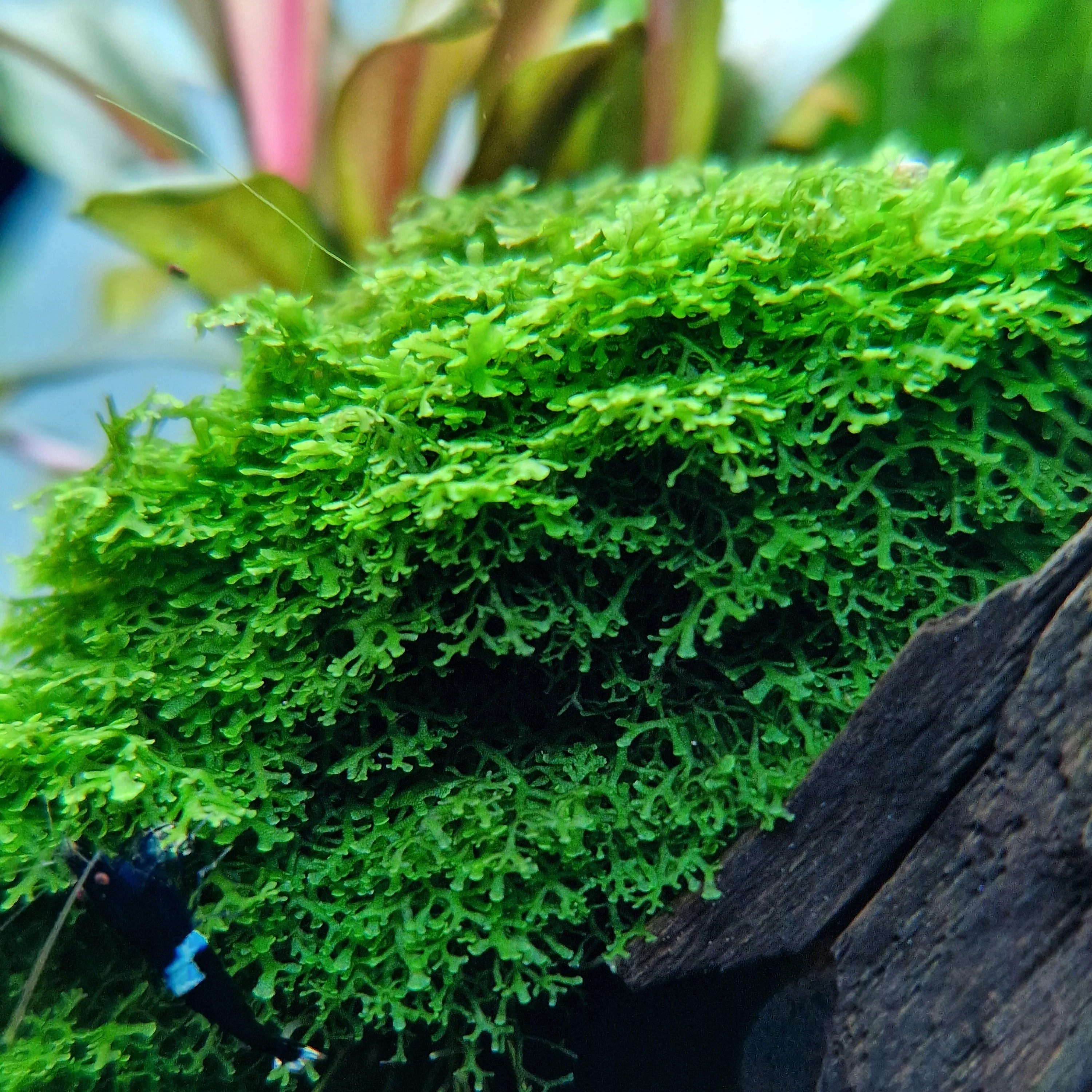 Fissidens fontanus et Riccardia chamedryfolia — mousses fines pour aquascaping de précision Fissidens Riccardia mousses fines aquascaping - mousse délicate hardscape aquarium haut de gamme