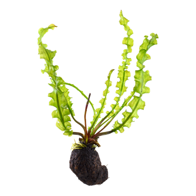 Bulbes plantes aquarium - Aponogeton Nymphoides Lotus Nymphaea aquarium planté