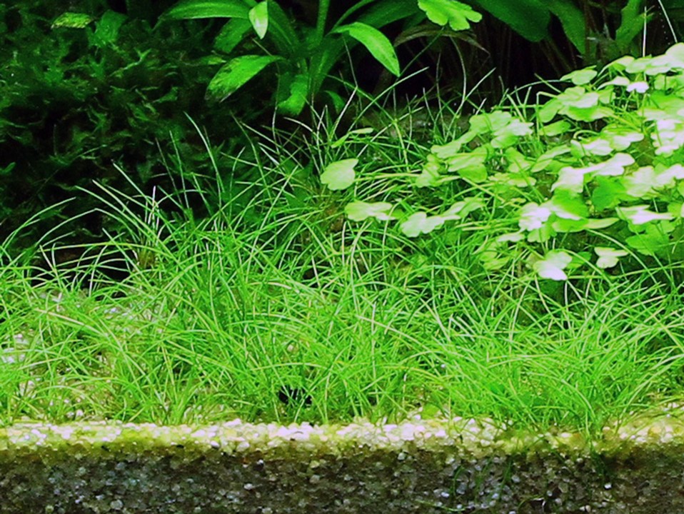 Plantes premier plan aquarium - tapis gazonnant HC Cuba Eleocharis Monte Carlo aquascaping
