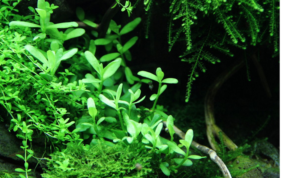 Hygrophila Limnophila Bacopa plantes tiges arrière plan aquarium - plantation boutures entretien