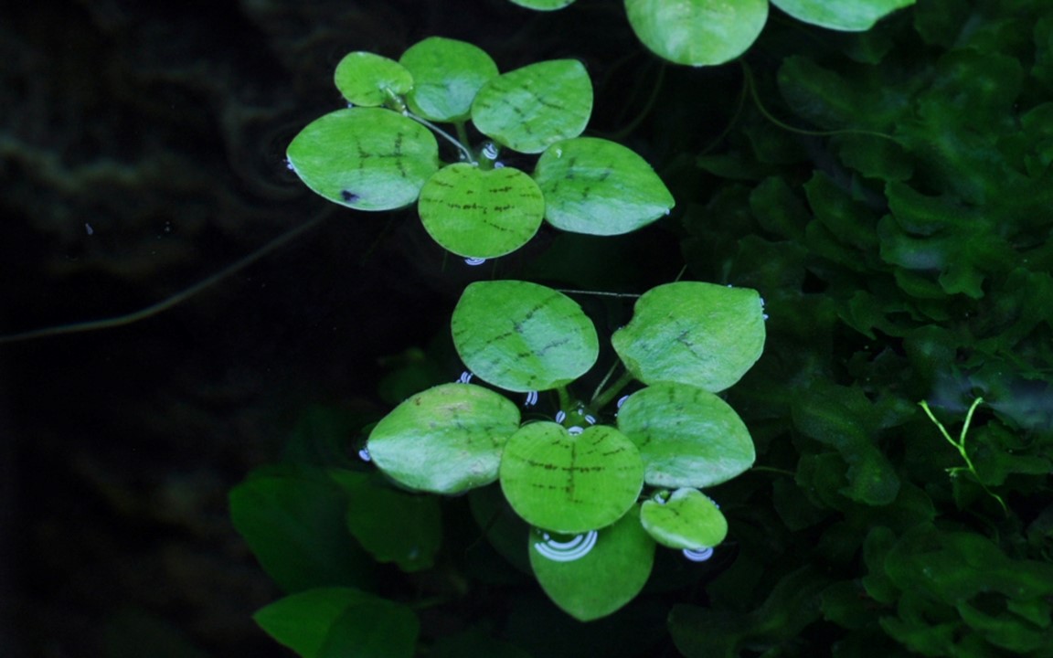 Plantes flottantes pour aquarium — Salvinia, Limnobium, Pistia et Lemna Plantes flottantes aquarium - Salvinia Limnobium Pistia Lemna surface eau crevettes