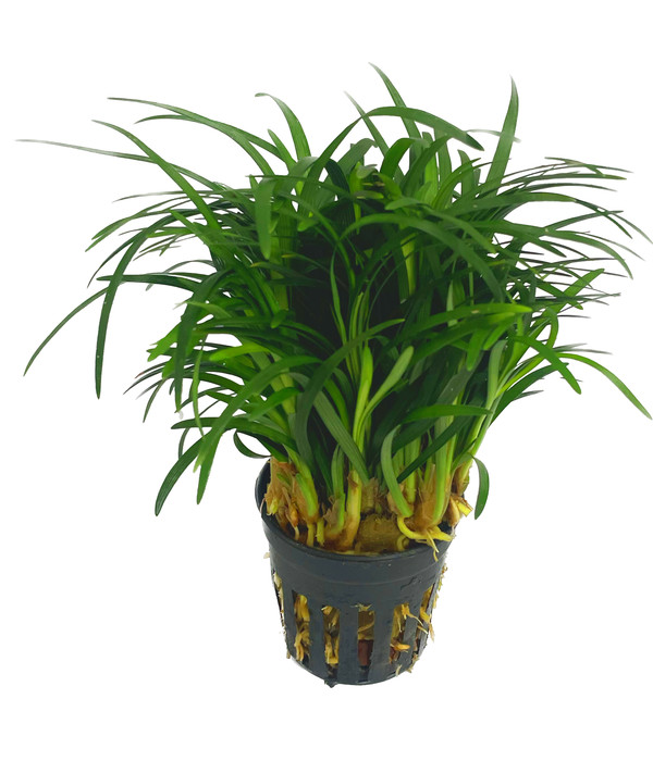 Plantes palustres paludarium - plantes émergées zone humide terrarium aquarium ouvert