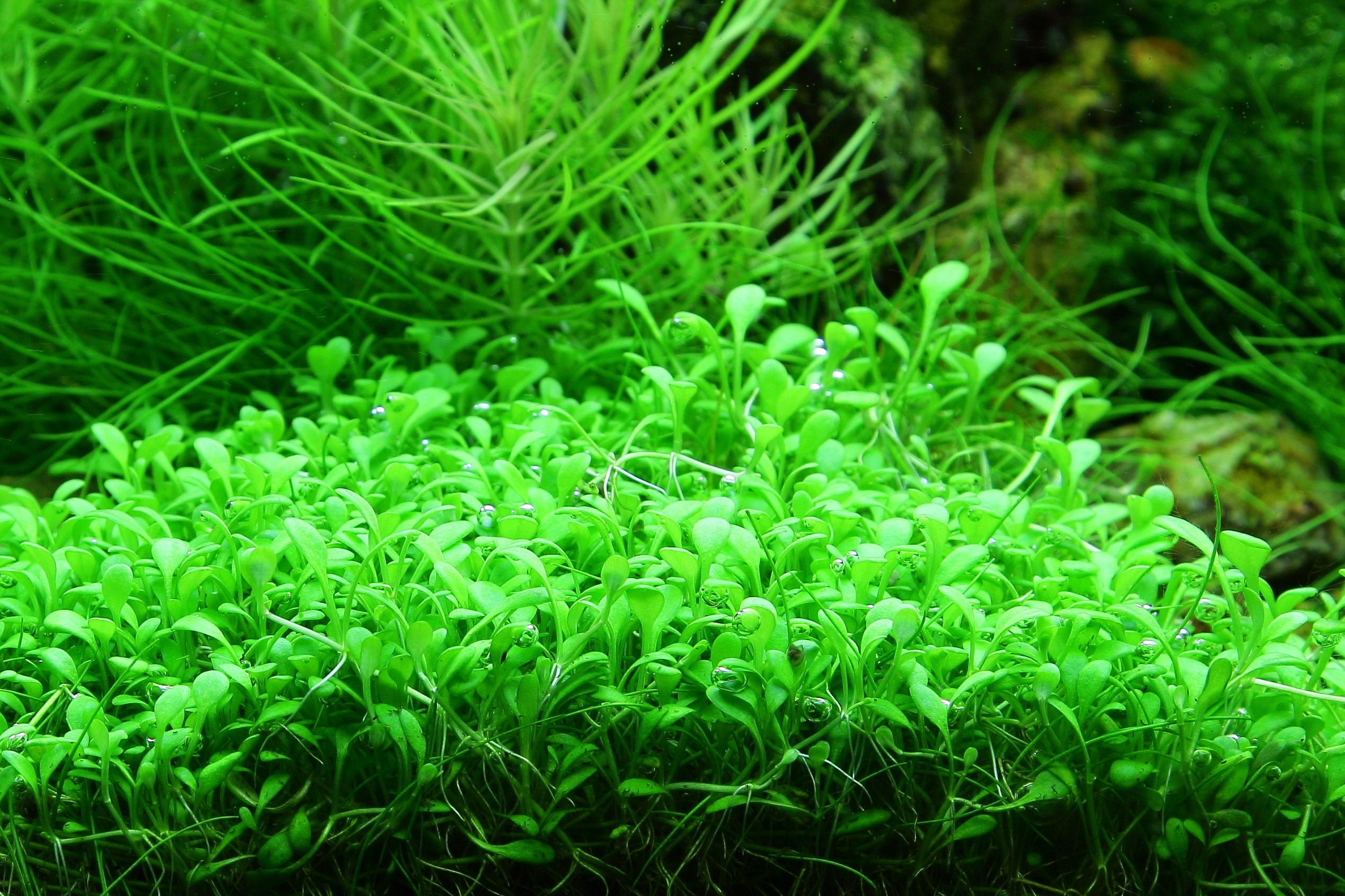 HC Cuba Glossostigma tapis aquarium avancé - plantes gazonnantes exigeantes CO2 WRGB aquascaping compétition