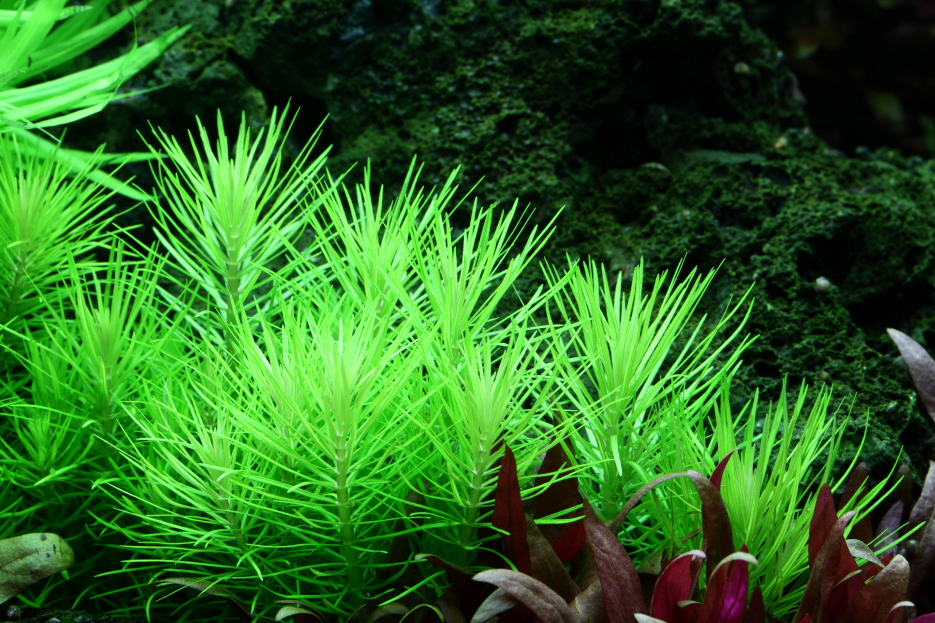 Plantes buissonnantes aquarium Pogostemon Rotala touffue buisson dense aquascaping taille