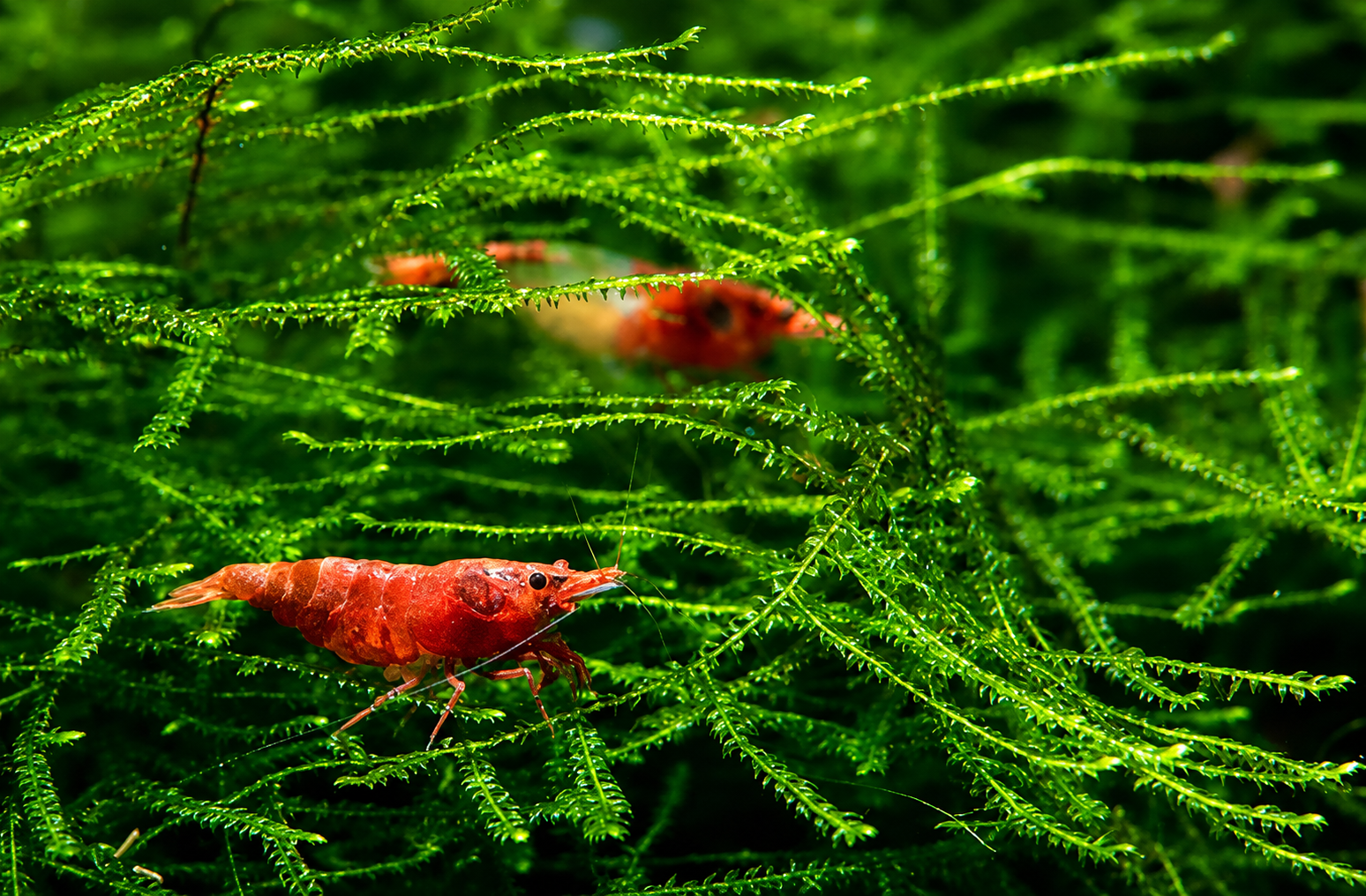 Mousse de Java pour aquarium à crevettes — la mousse la plus facile et la plus populaire Mousse de Java aquarium crevettes - Java Moss Taxiphyllum sur racine hardscape refuge juvéniles