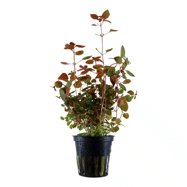 Plantes aquarium en pot Tropica Dennerle - Anubias Bucephalandra tiges aquascaping qualité