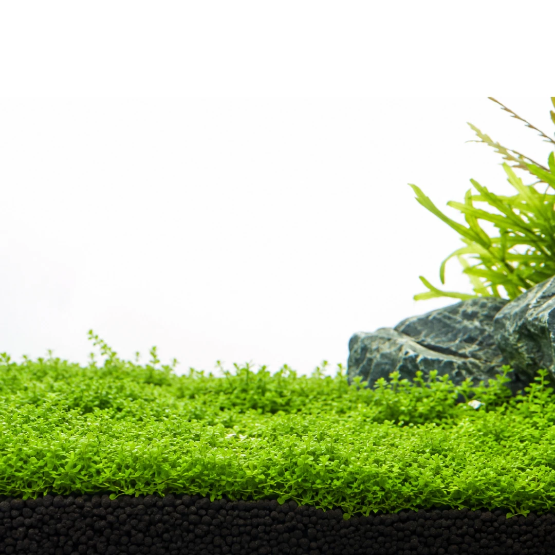 Tapis plantes gazonnantes aquarium - Monte Carlo Eleocharis premier plan aquascaping