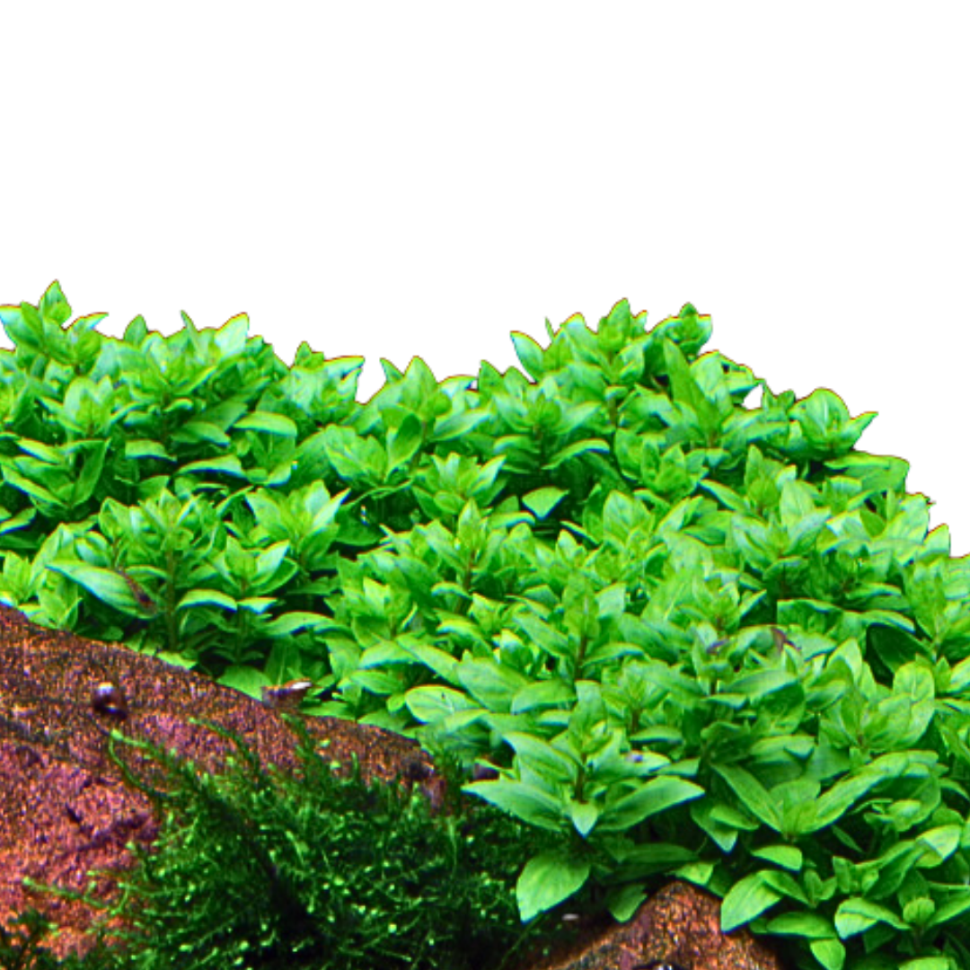 Staurogyne repens aquarium buisson dense - plante buissonnante aquascaping premier second plan