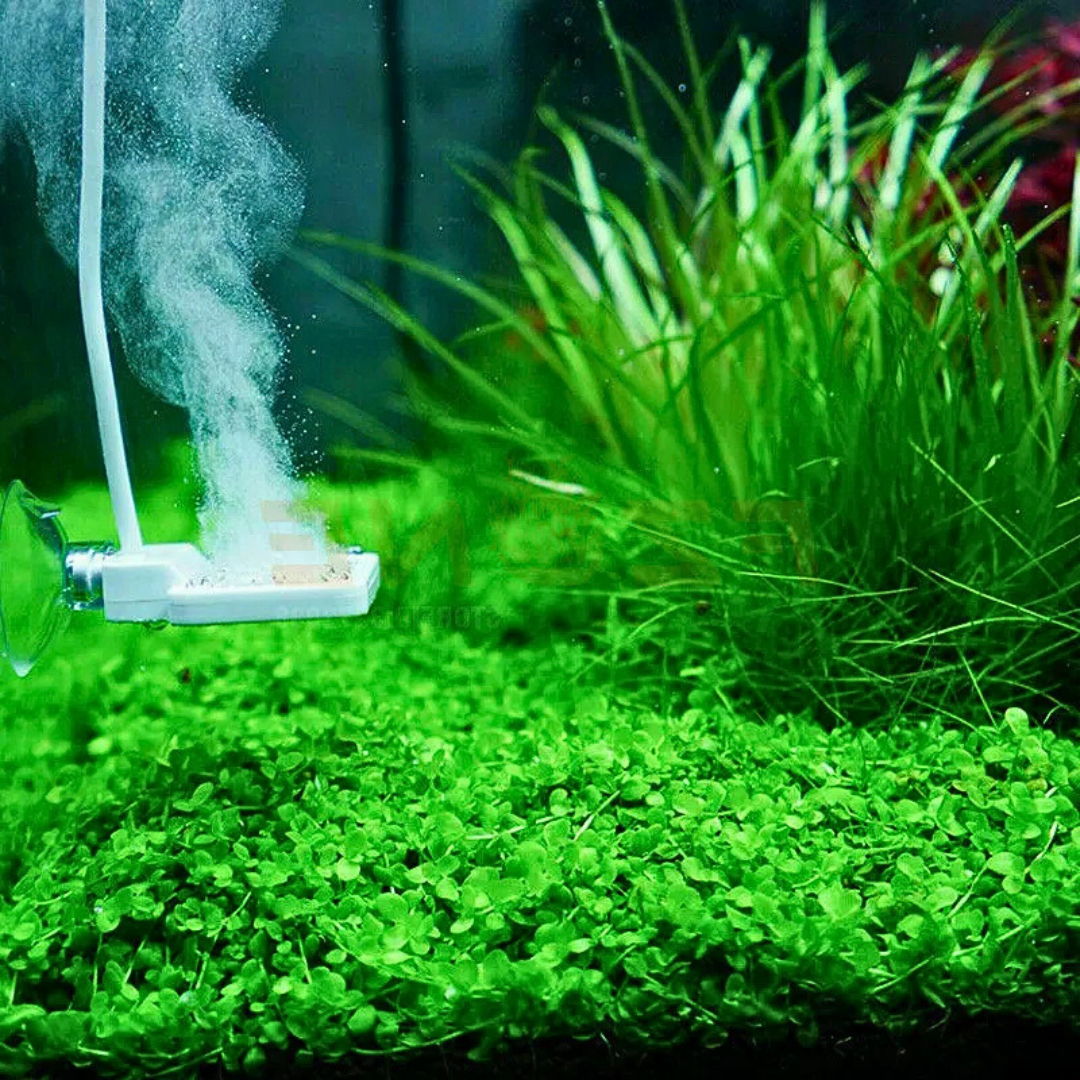 Prévention algues aquarium - Twinstar Chihiros Doctor électrolyse inhibiteur algues oxygène actif plantes crevettes