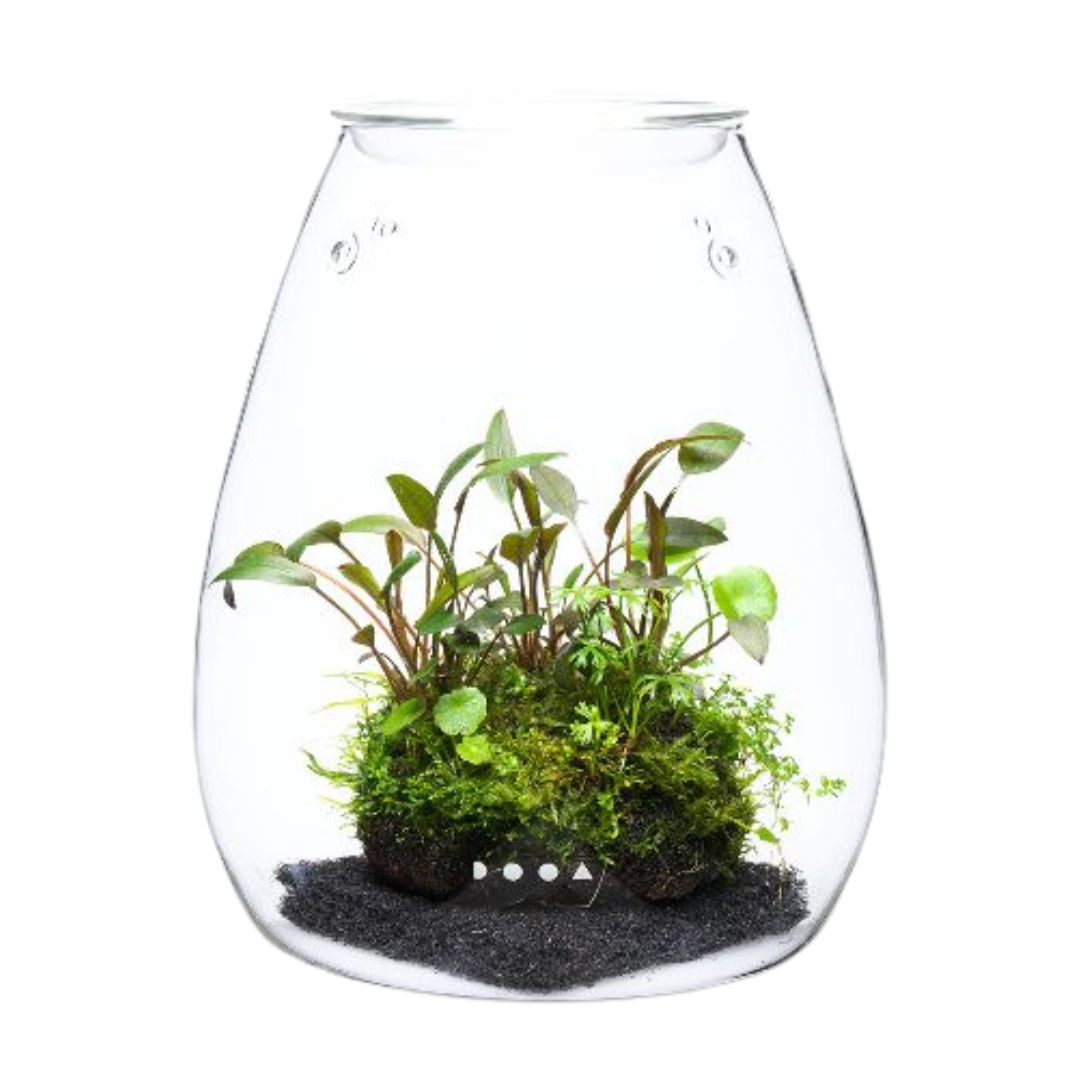 Base support Wabi-Kusa - socle bois ardoise design exotique présenter îlot verdure déco composition végétale