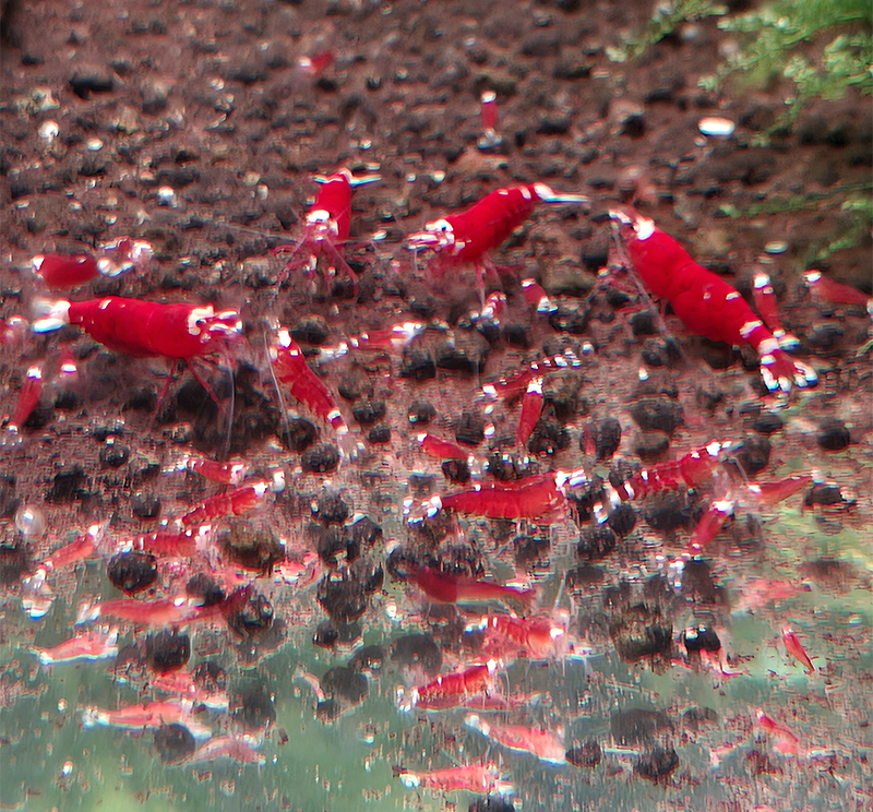 Un de nos bacs de test sur Gei-Lee Soil Bac d'élevage de crevettes Caridina monté sur sol technique Gei-Lee en couche fine